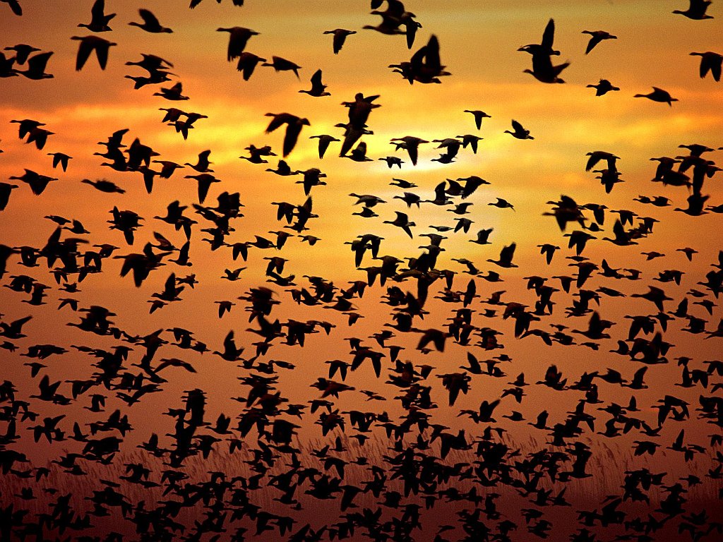 Flocking Together, Geese, New Mexico